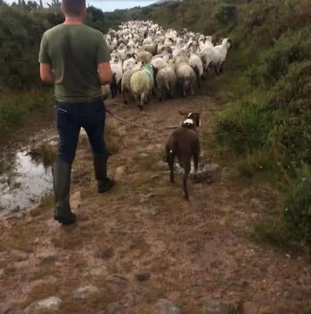 Dom wakacyjny Conree *